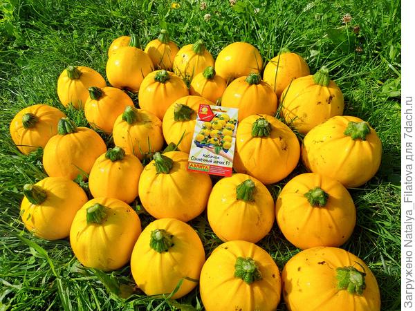 урожай №3 сорт "Солнечный мячик"