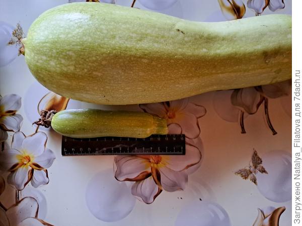 немаленький экземпляр