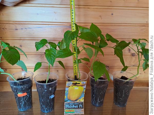 перед высадкой в теплицу