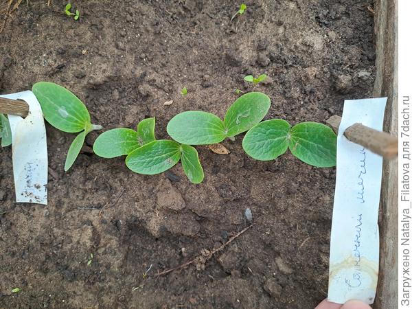 всхожесть "Солнечный мячик"