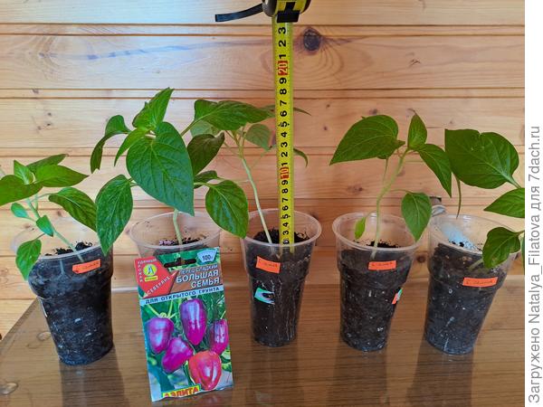 перед высадкой в теплицу