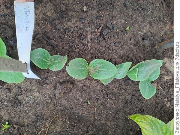 всхожесть 100%