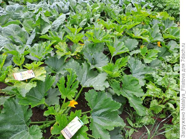 кабачки в огороде