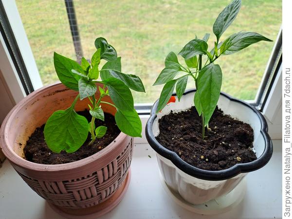 на подоконнике