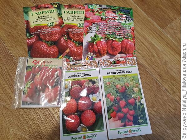 сорта земляники