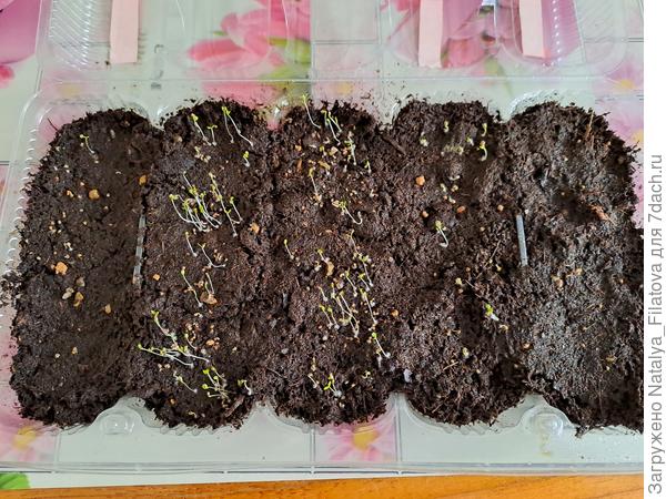 28 февраля появились уверенные всходы.