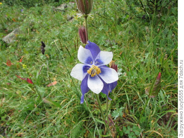 цветы Алтая