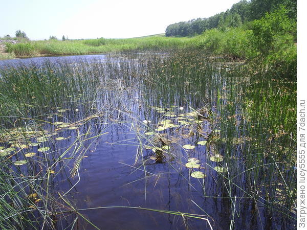 караганка