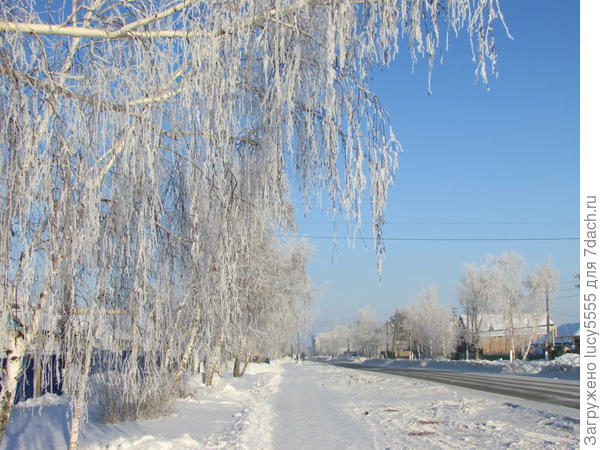 снова есенинская берёза