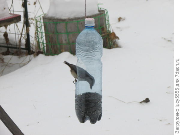 поползень
