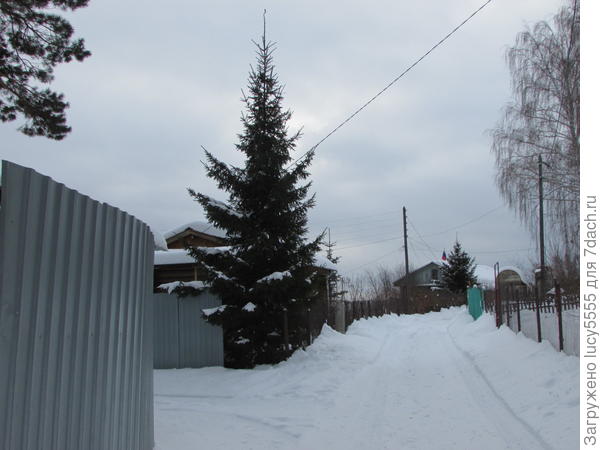 ель