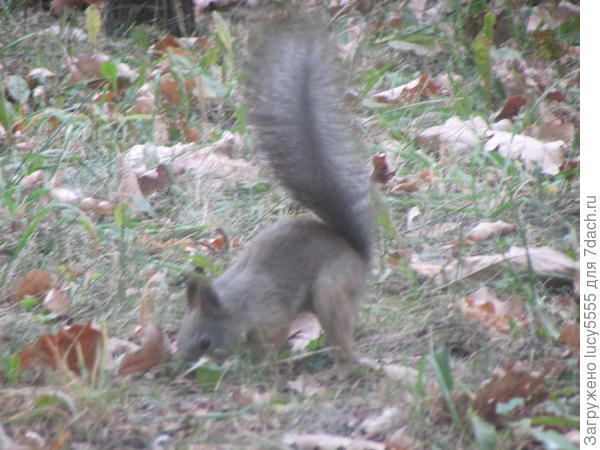 чего-то выкапывать пыталась