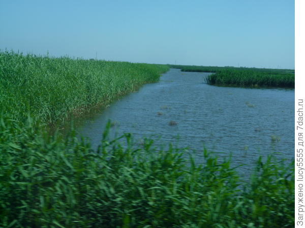 Здесь выращивают рис и благородную рыбу