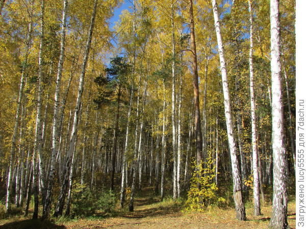 Тропинка в лес
