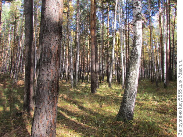 В основном сосны
