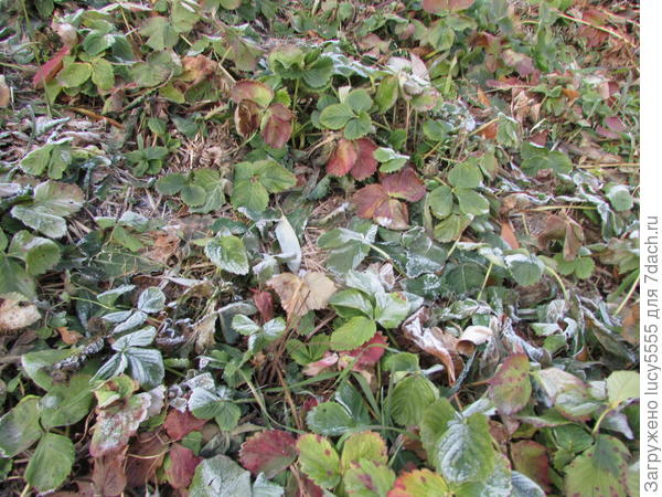 Возле дома, полтора метра над уровнем воды. Пожухлая