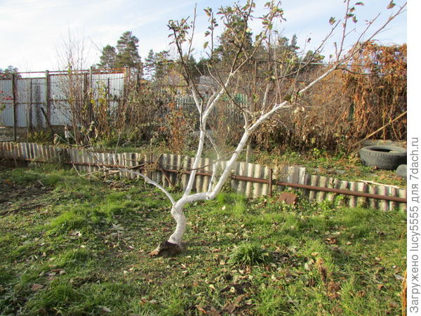 Верхняя терраса, трава зелёная