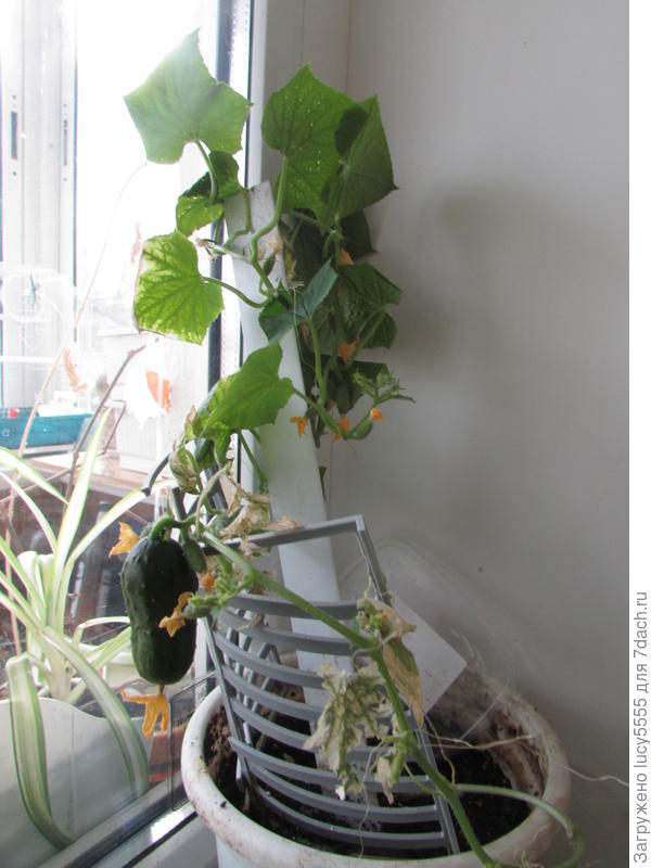 Какой же он ароматный!!!