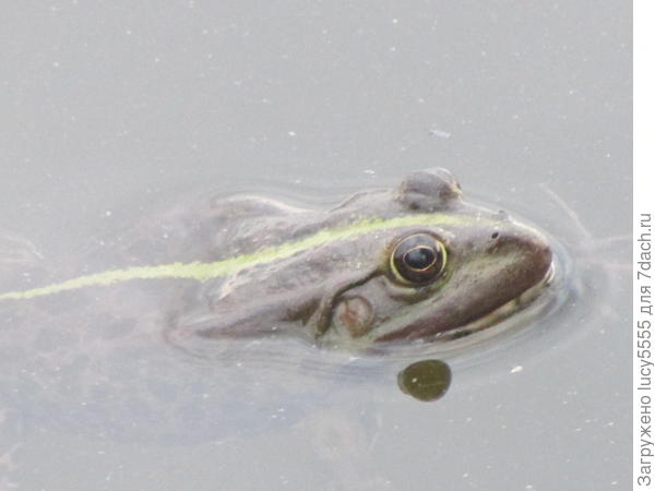 ещё один глаз???