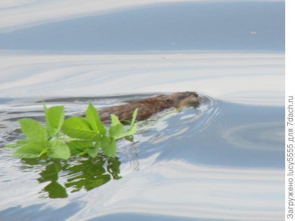 А веточек стало две)))