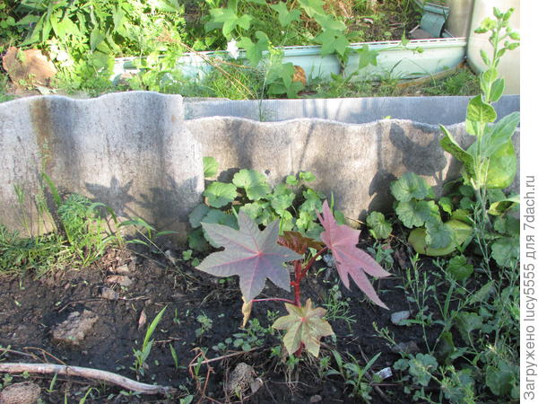 Кстати, рядом набрал цвет микротабак)))