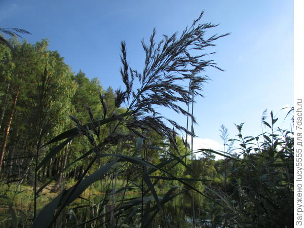 ещё раз камыш. фото вне конкурса