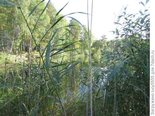 К сведению: это камыш. А &quot;эскимо&quot; - это рогоз)))