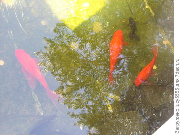 золотые рыбки по полкило