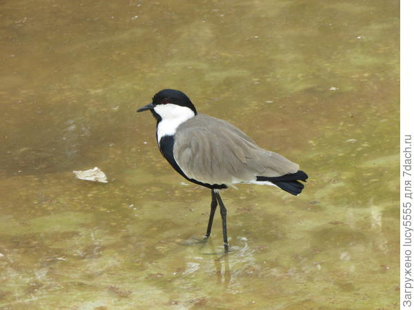 птичка на тонких ножках