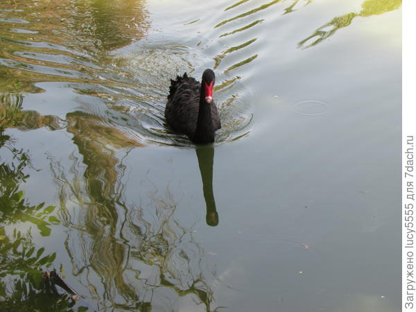 чёрный лебедь