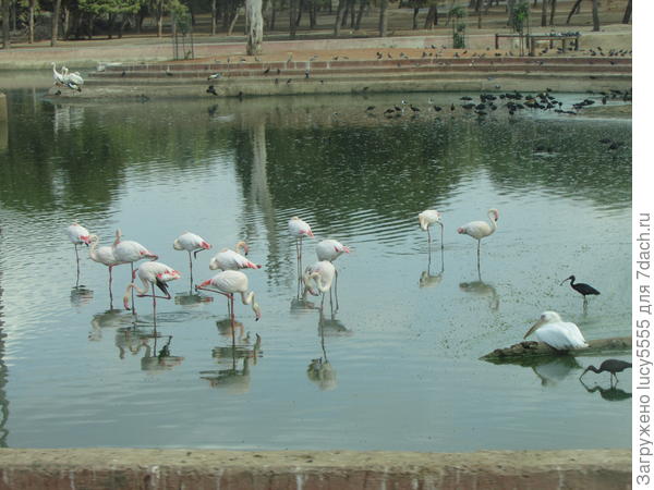 Фламинго, пеликан и чёрная цапля