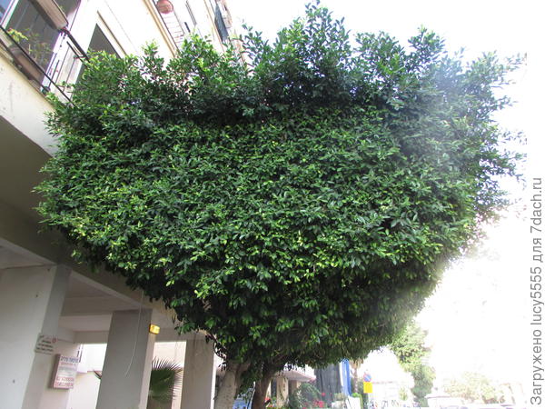 недообрезали или так задумано?