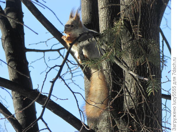 не успела её на снегу сфотографировать