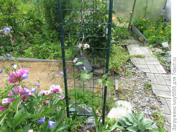 Вот такая &quot;кобея&quot; выросла. Вот эти меленькие беленькие цветочки на арке вместо крупных &quot;колокольчиков&quot; с картинки. Рост растения около 80 см.