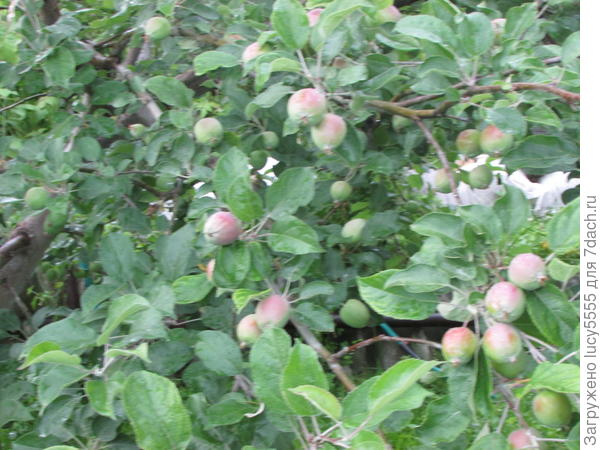 вот сколько яблок будет!