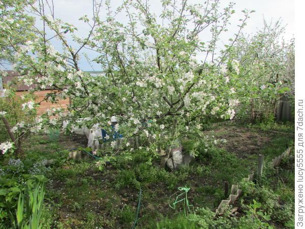 шикарно цвела нынче!