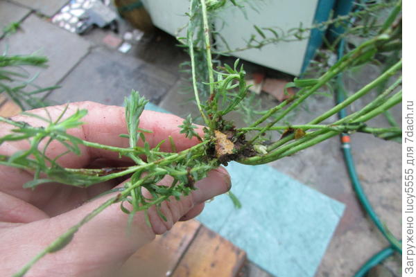 в центре растения. Водой вымыть не удалось - держится крепко