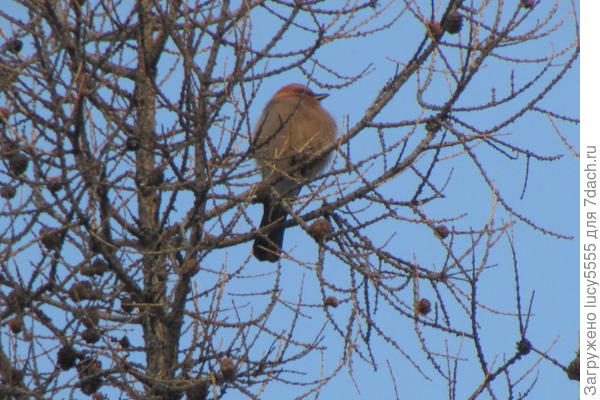 кукша, эта с руки не ест