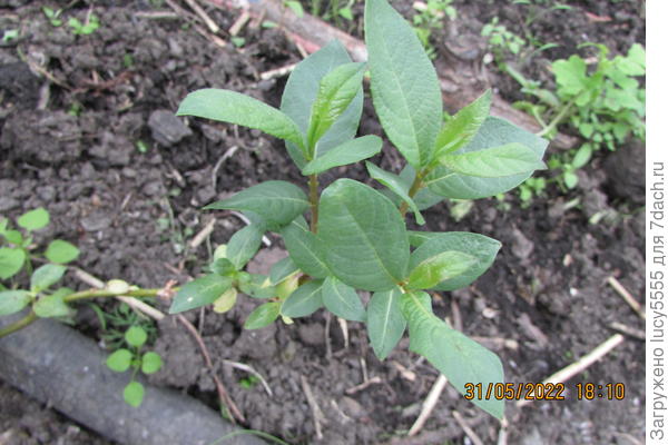 Намбер ту, поближе