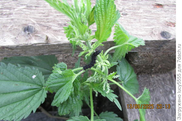 Как с ними бороться?