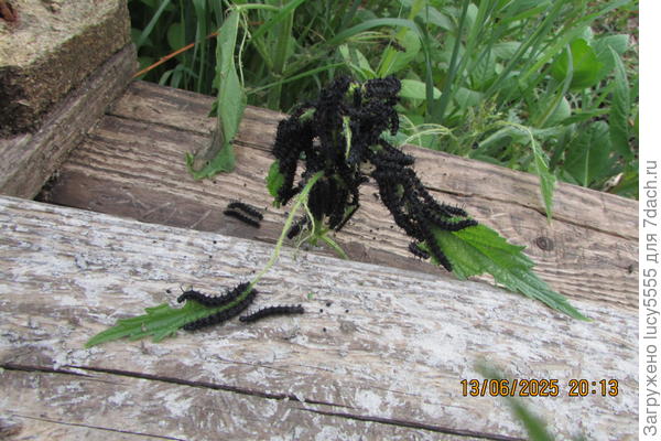 чёрные и противные И очень много!