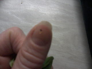 сам вредитель