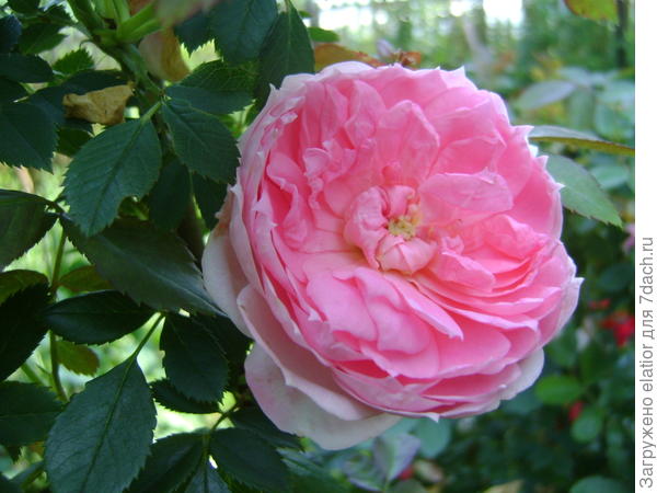 роза канадка Прейри Джой, устойчивая как шиповник, пахнет яблочком )