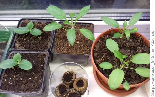 Пепино и балконные огурцы