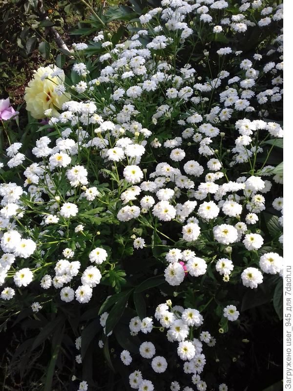 Хризантема Тетравайс