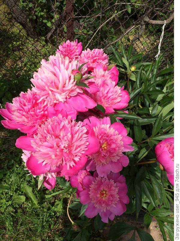 Мамины розовые