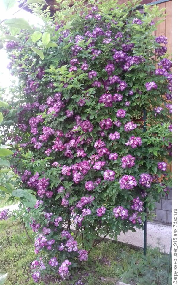 Моя плетистая роза