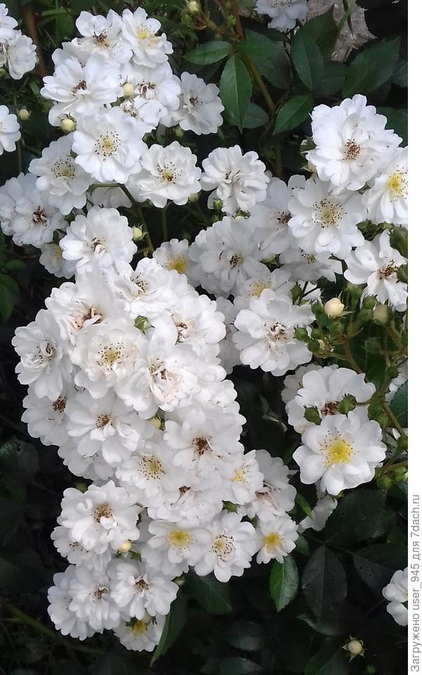 А в этом только отдельные кисти, но шикарные, бывают от 30 до 50см