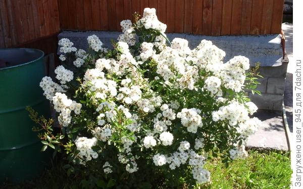 Это прошлогоднее фото