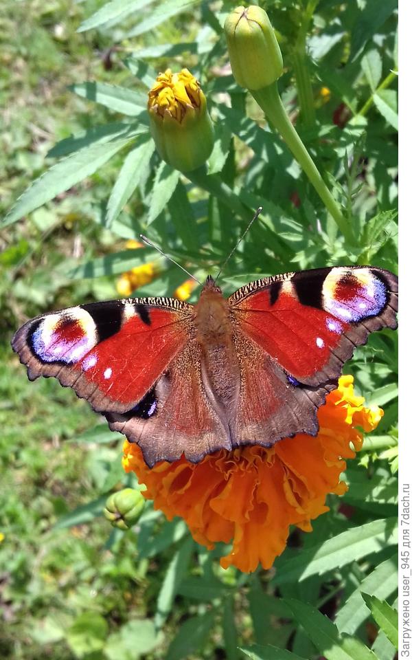 Павлиний глаз